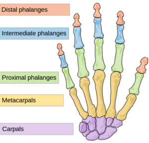 prevent hand pain-image of a hand with its bones exposed